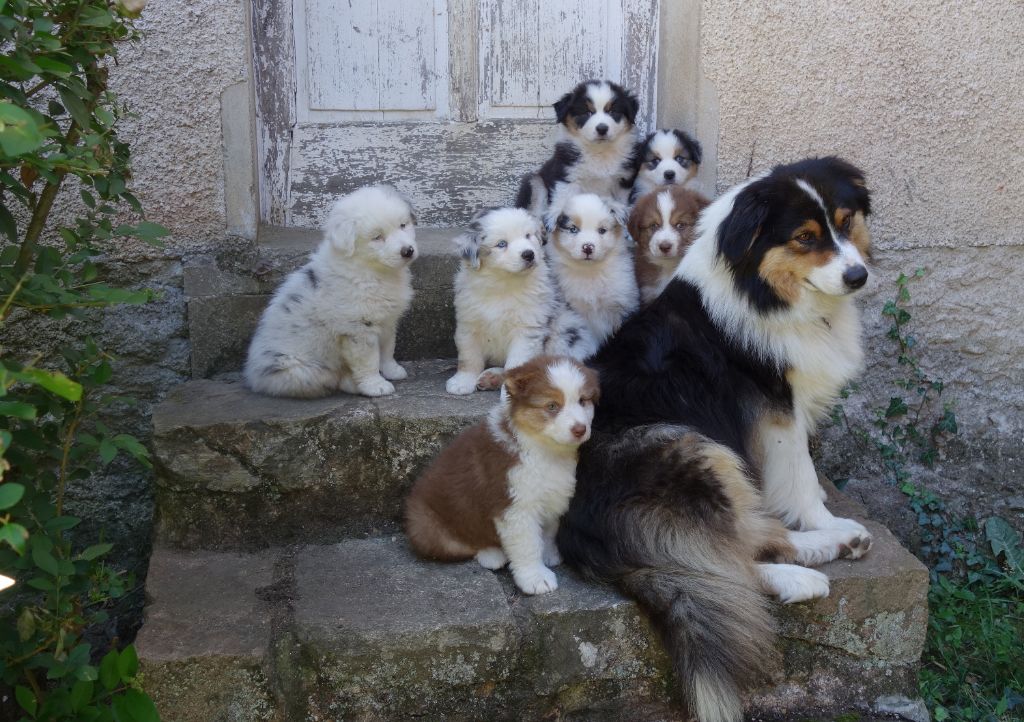 Chiot Berger Australien Au Cloître De Solignac