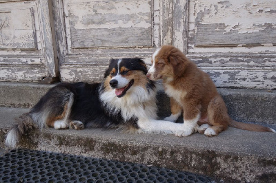 CHIOT 6