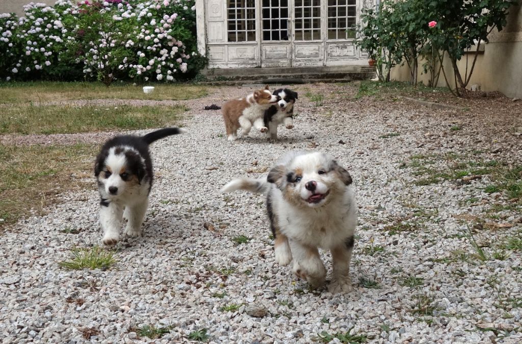 Au Cloître De Solignac - Chiots disponibles - Berger Australien